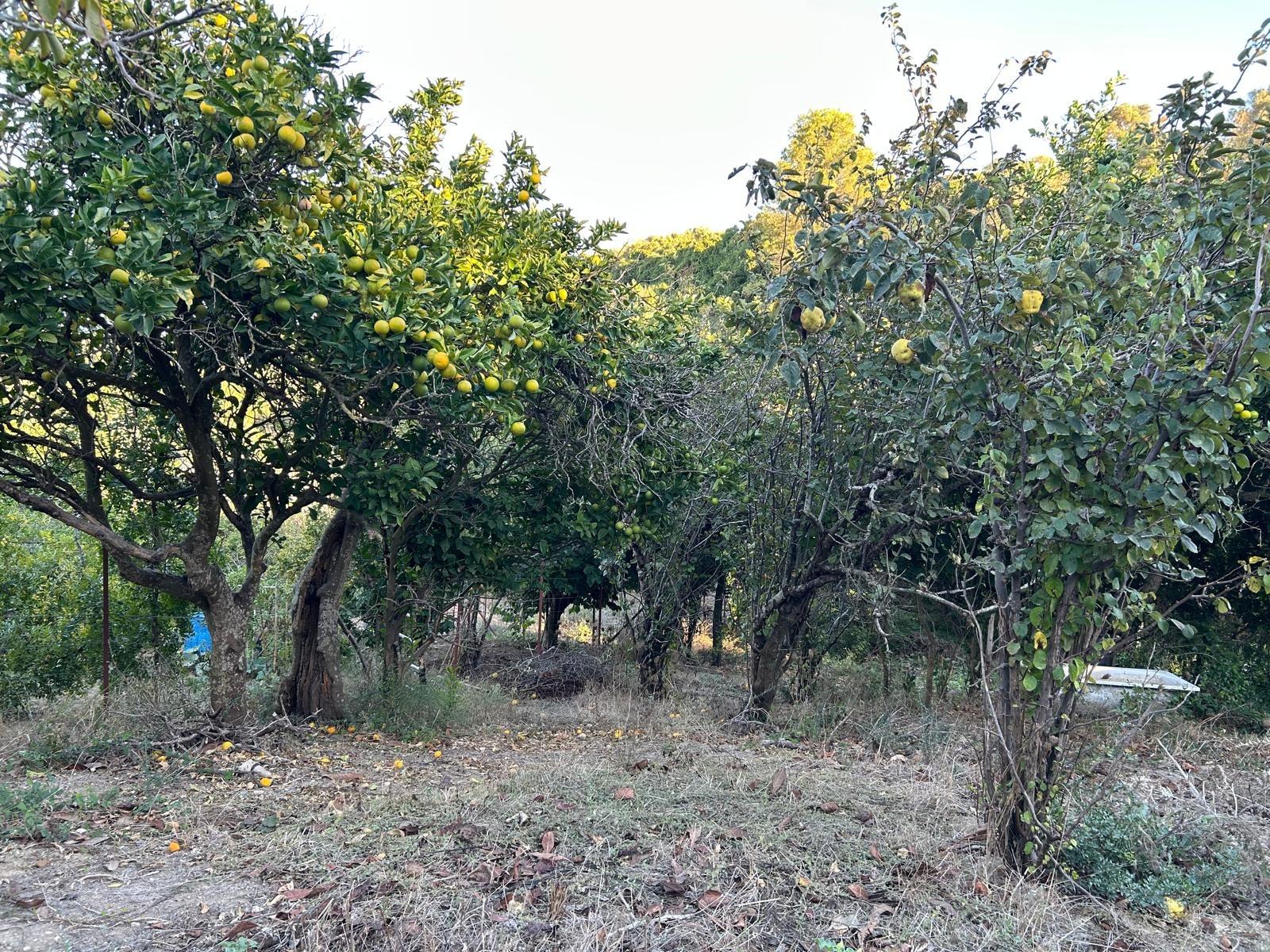 Terreno en venta en Campo, Vejer de la Frontera