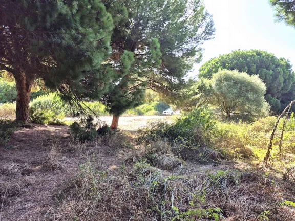 Cuota indivisa del 4,49 % de finca rústica con pinar